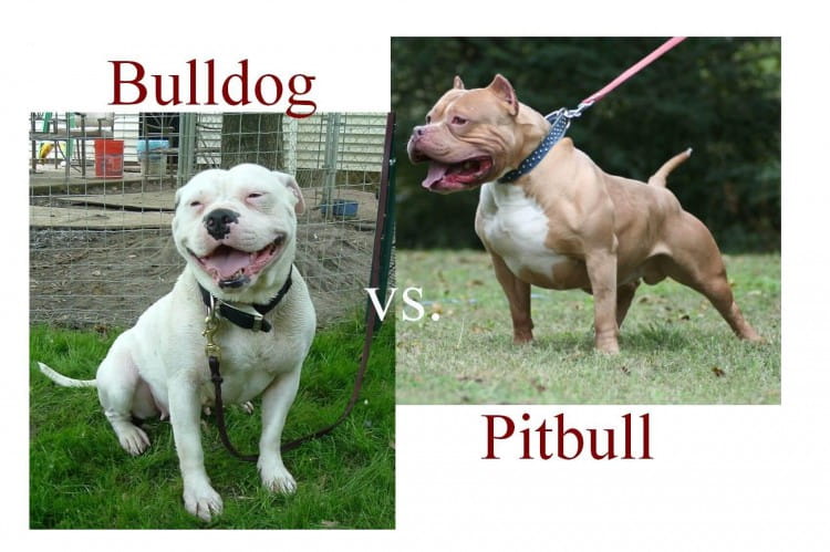 Ideal Guide about American Bulldog Vs Pitbull