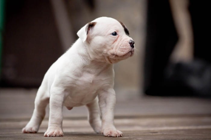 American Bulldog