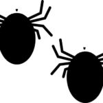 Bed Bugs