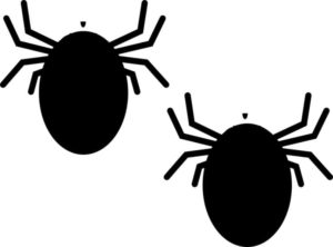 Bed Bugs