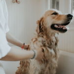 Dog Grooming Tips