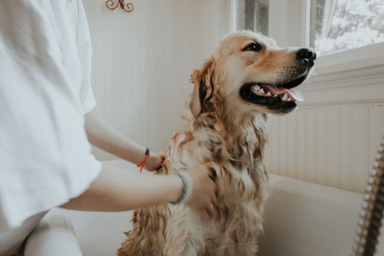 Essential Dog Grooming Tips for Every Dog Owner