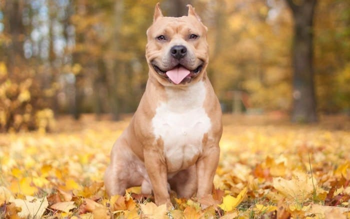 Pitbull Dog Physical Outlook