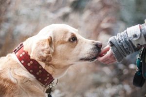 Pet Sitter