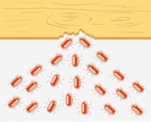 Termites