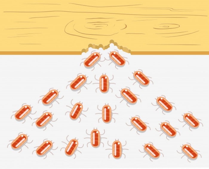Warmer Weather Brings Termites