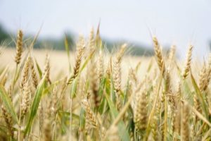Are Grains Bad for You