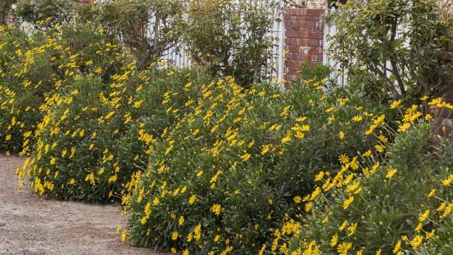 Blooming shrubs