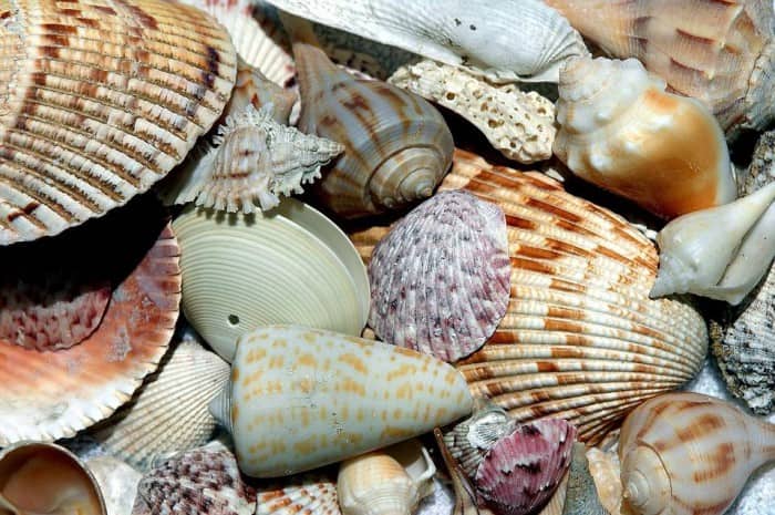 5 Creative Ways Seashells can be Made into Other Useful Stuff