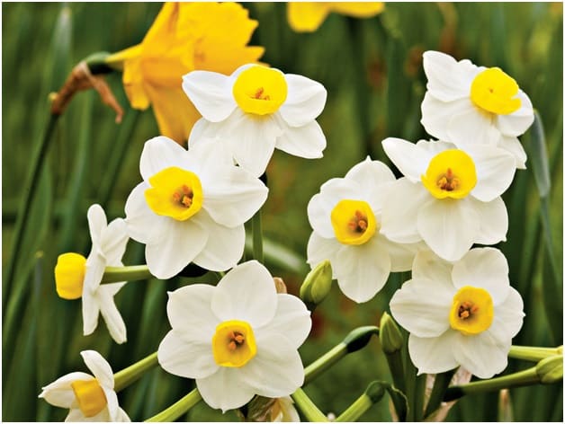 Daffodils