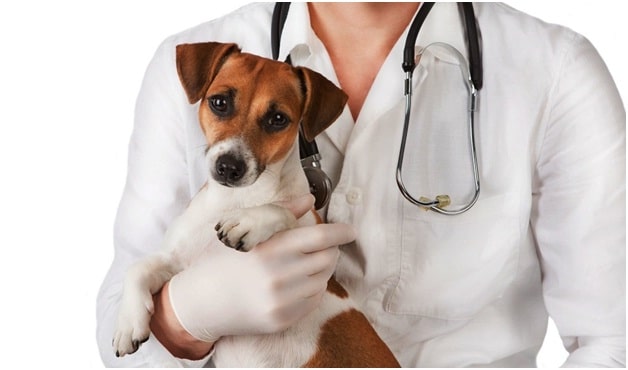 Dog Health