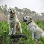 What Kind of Dog should You Get