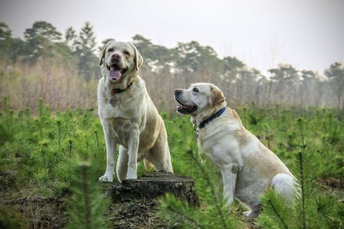 what kind of dog should you get