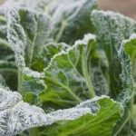 7 Tips to Protect Your Plants from Winter Burns