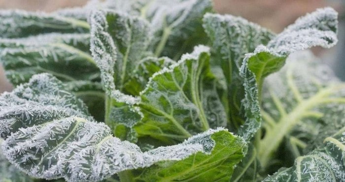 7 Tips to Protect Your Plants from Winter Burns