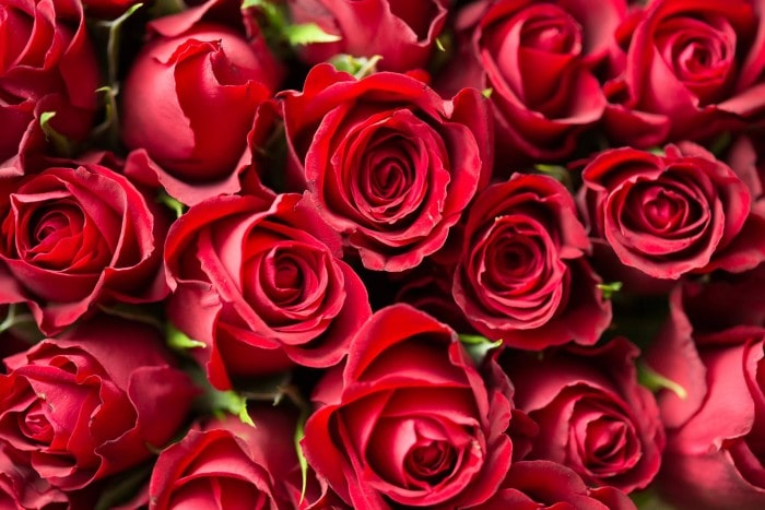 How to Determine the Best Flowers for Your First Valentines