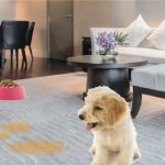 how to remove dog urine smell