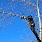 Tree Lopping expert