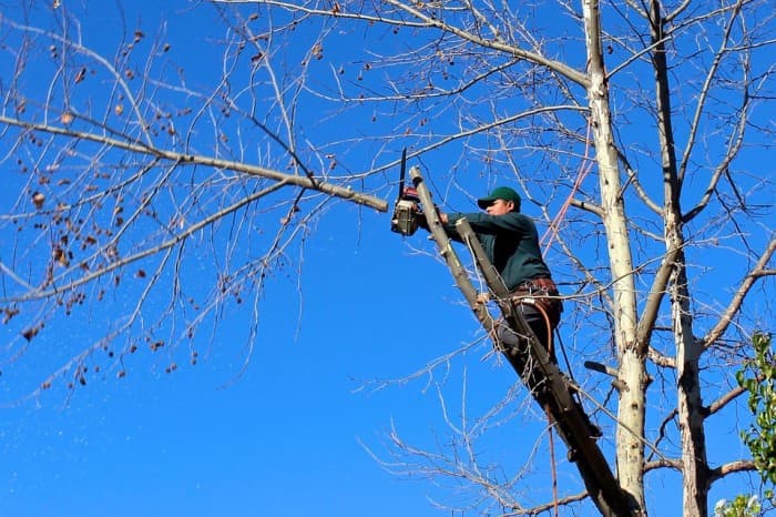 When should You Hire a Tree Lopping Expert?