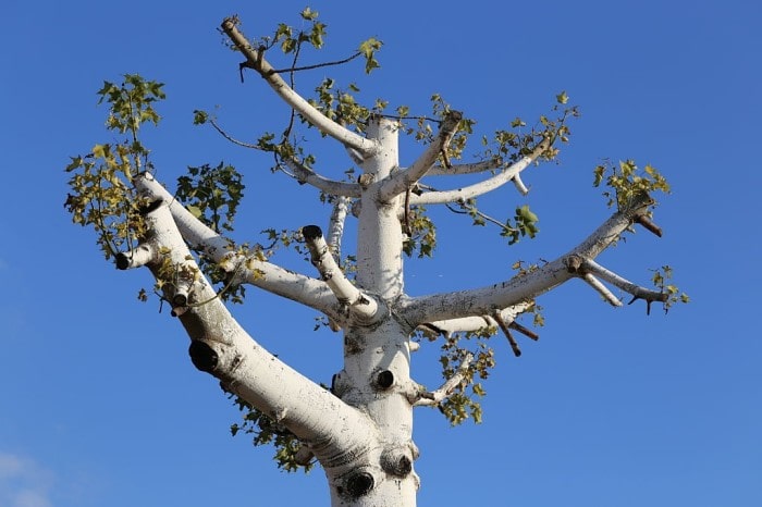 Why Topping Hurts Trees?