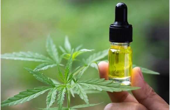 What are Some of the Advantages of CBD Oil for Pets?