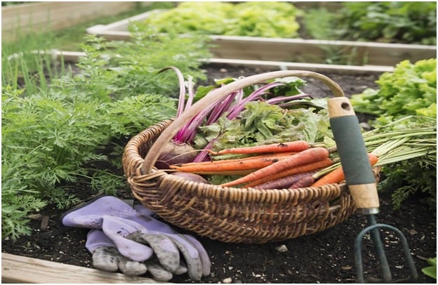 Growing your food for a Healthy Diet