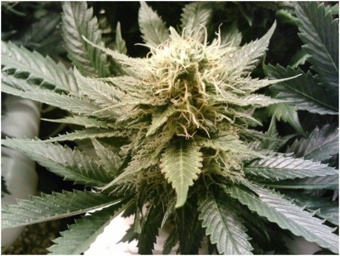 CBD Essentials and Dosage Chart for New Users - Trionds