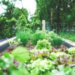 How to Start an Organic Vegetable Garden