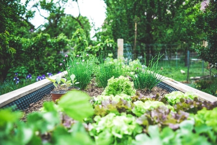 How to Start an Organic Vegetable Garden?