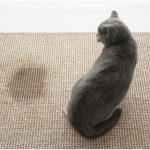 Cleaning Pet Stains from Carpets