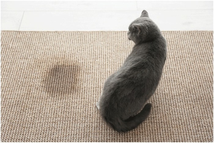 4 Everyday Items that Work Wonders for Cleaning Pet Stains from Carpets