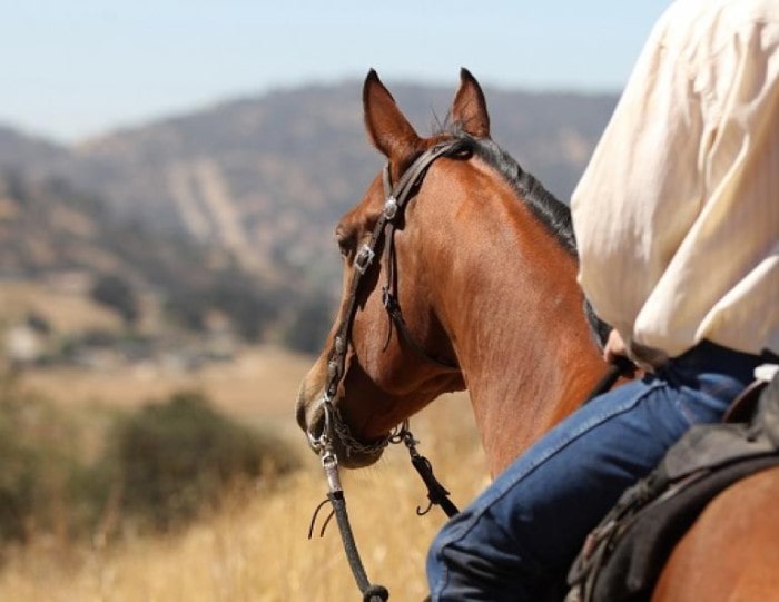 Horse Riding