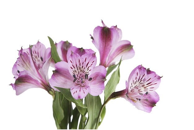 Alstroemeria