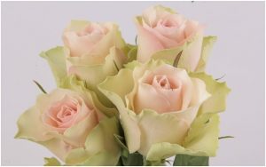 Belle Rose Bouquet