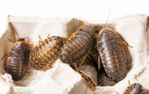 Breeding Dubia Roaches