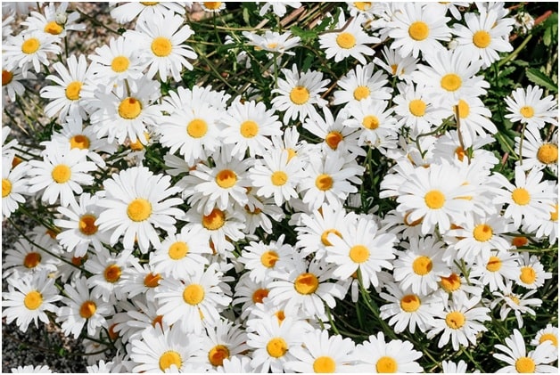 Daisies