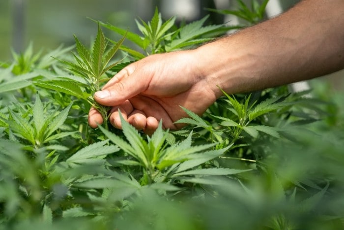 A Guide to Buy Genuine Delta 8 THC Products