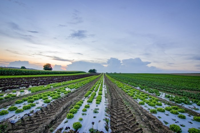 Ensuring Healthy Crops with Healthy Soil