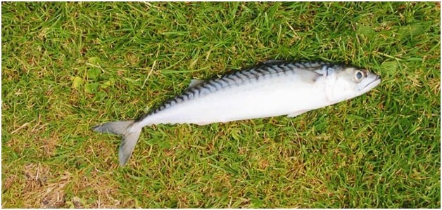 Alaskan Mackerel