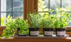 Indoor Herb Garden