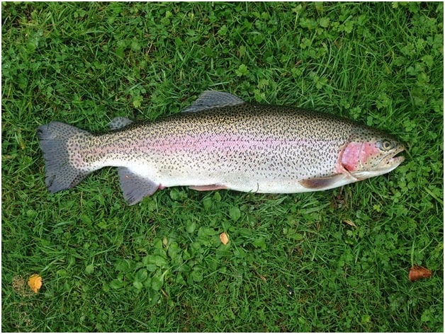 Rainbow Trout