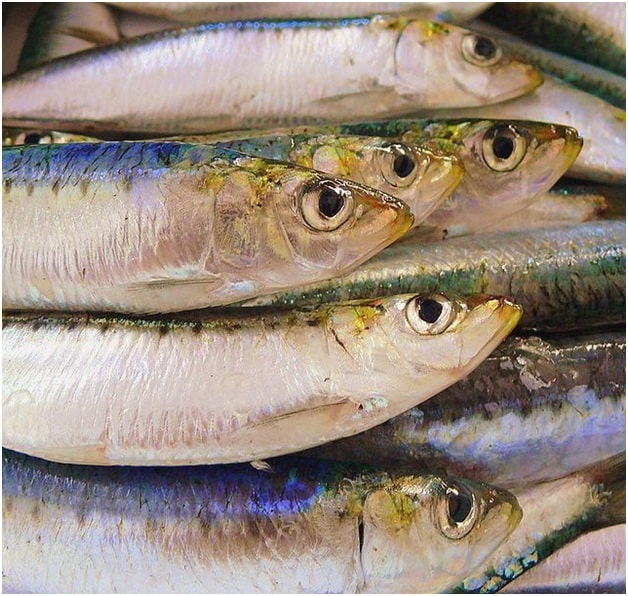 Sardines