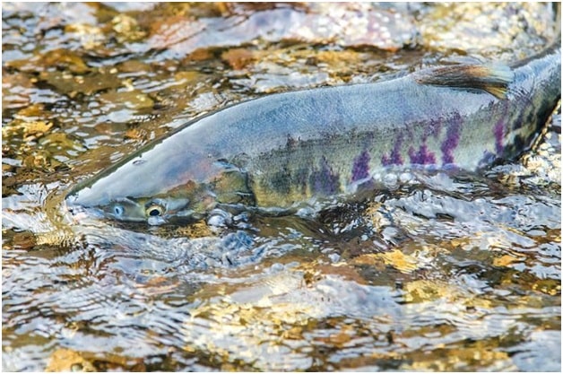 Wild Salmon