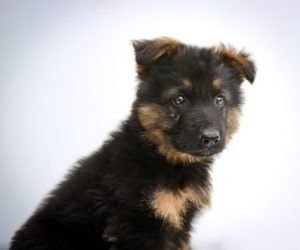 Adopting a German Shepherd