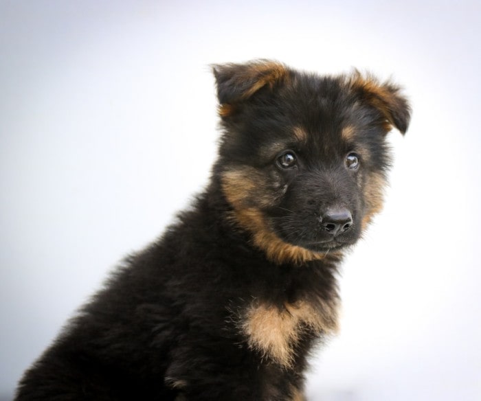 Adopting a German Shepherd: The Do’s and Don’ts