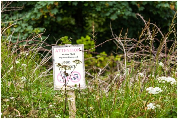 A Gardener’s Guide to Japanese Knotweed