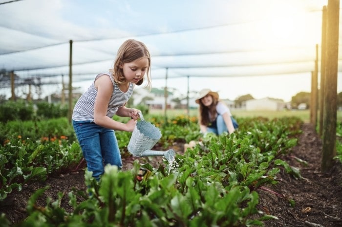 Vegetable Gardening for Beginners