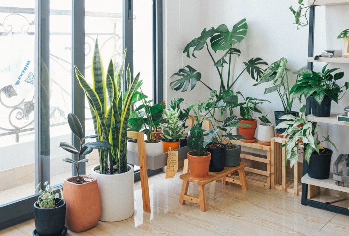8 Easy to Care Houseplants for Beginners