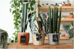 Snake Plants