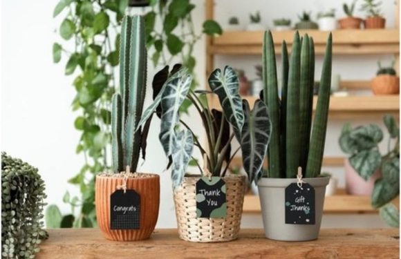 An Overview of Snake Plants